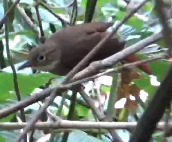 Ochre-throated Foliage-gleaner - ML643410936