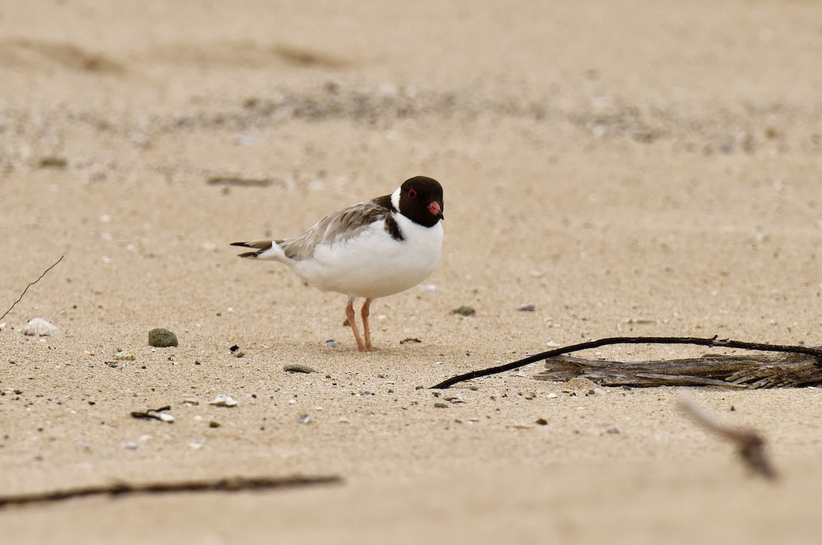 Hooded Plover - ML643410938
