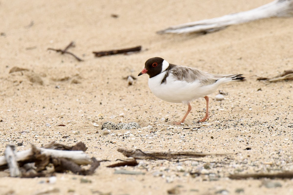 Hooded Plover - ML643410939