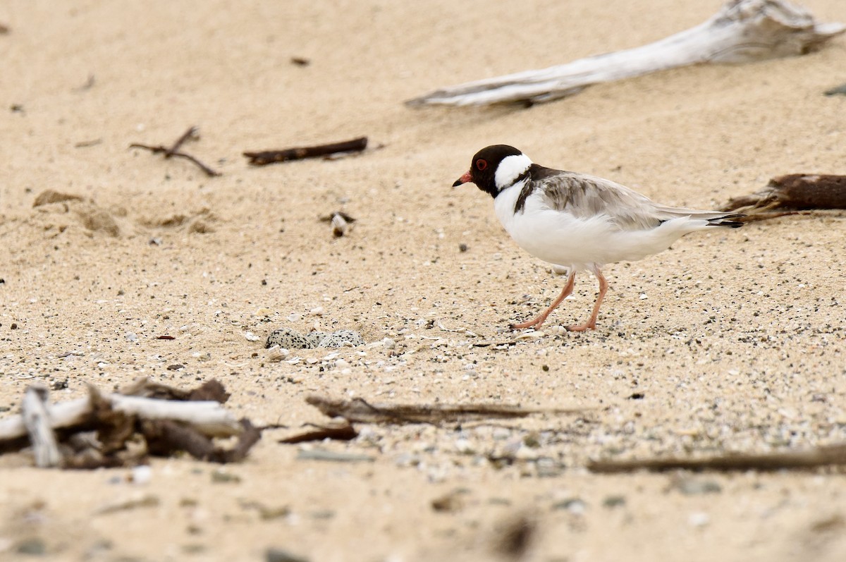 Hooded Plover - ML643410940