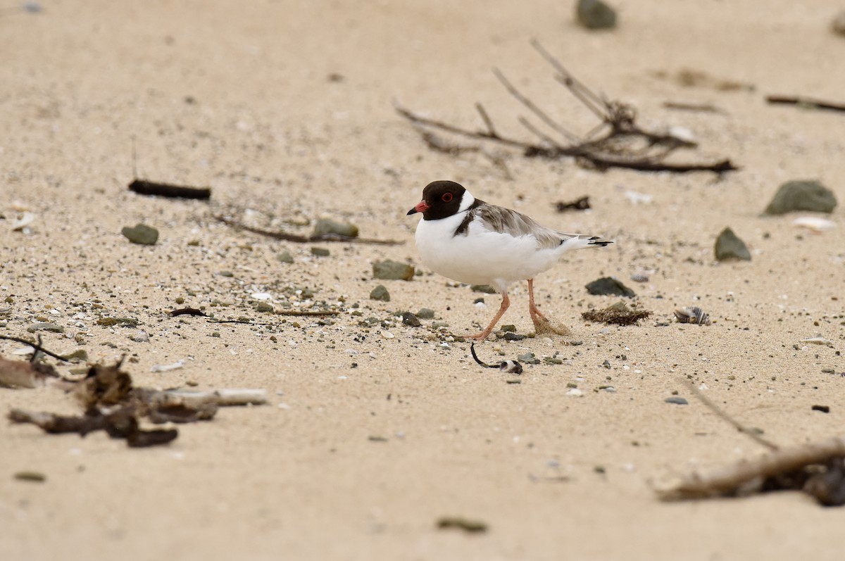 Hooded Plover - ML643410941