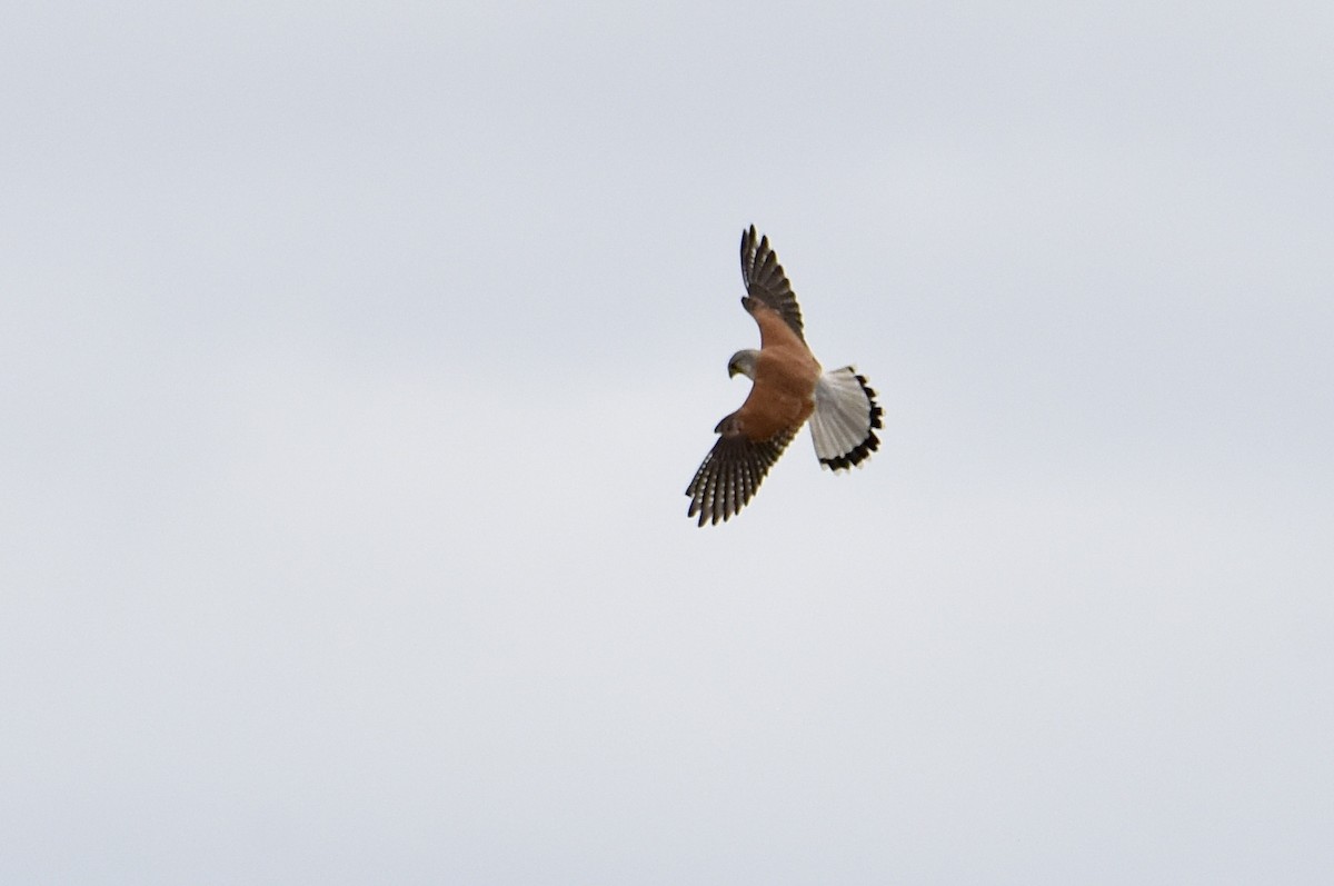 Nankeen Kestrel - ML643410955