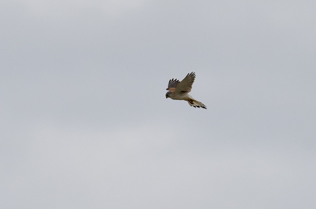 Nankeen Kestrel - ML643410956