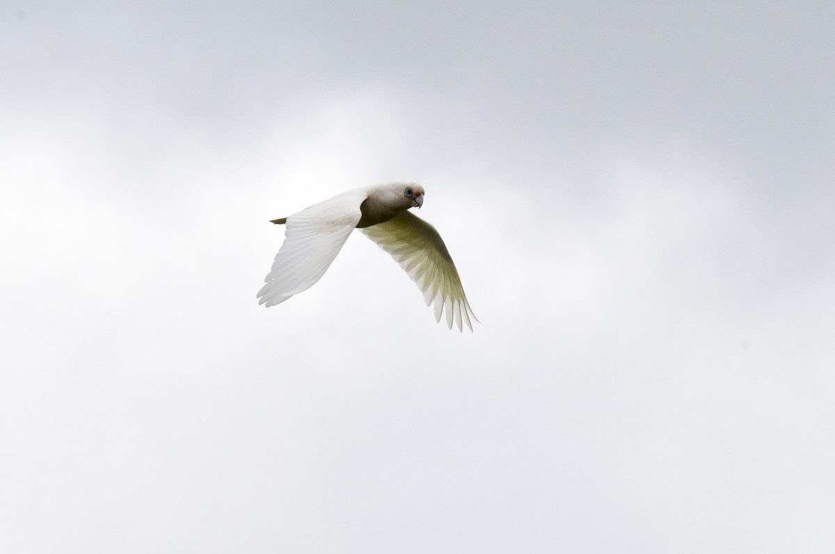 Little Corella - ML643410967