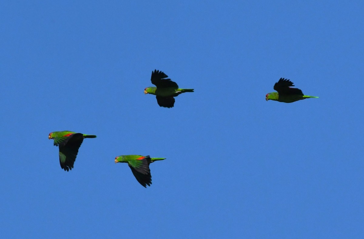 Red-crowned Amazon - ML643410987