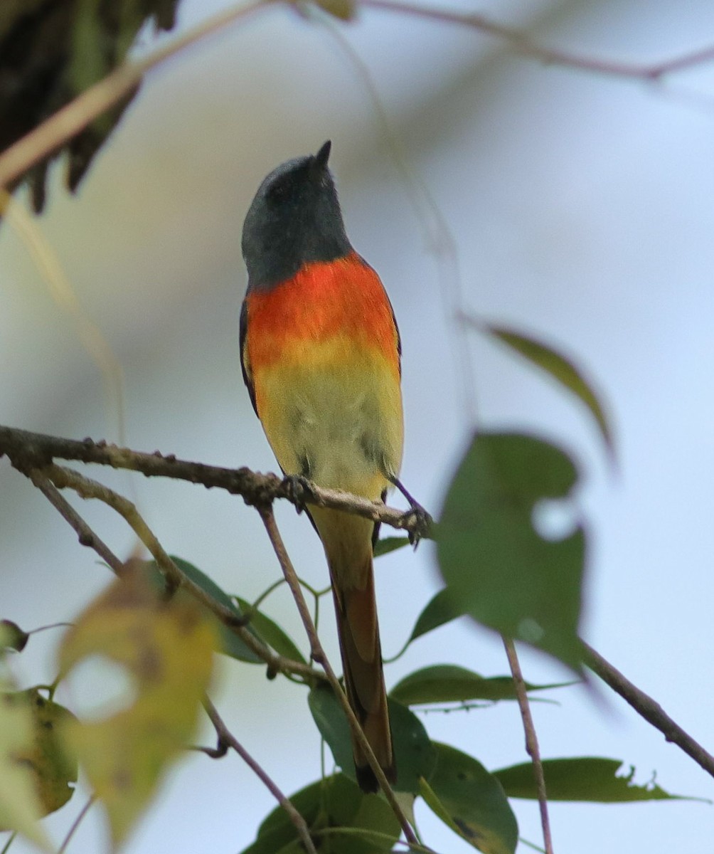 Small Minivet - ML643411005