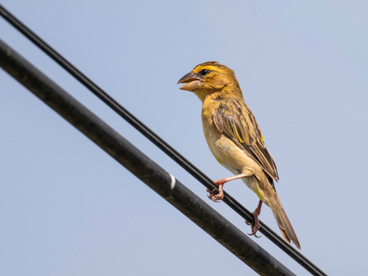 Asian Golden Weaver - ML643411013