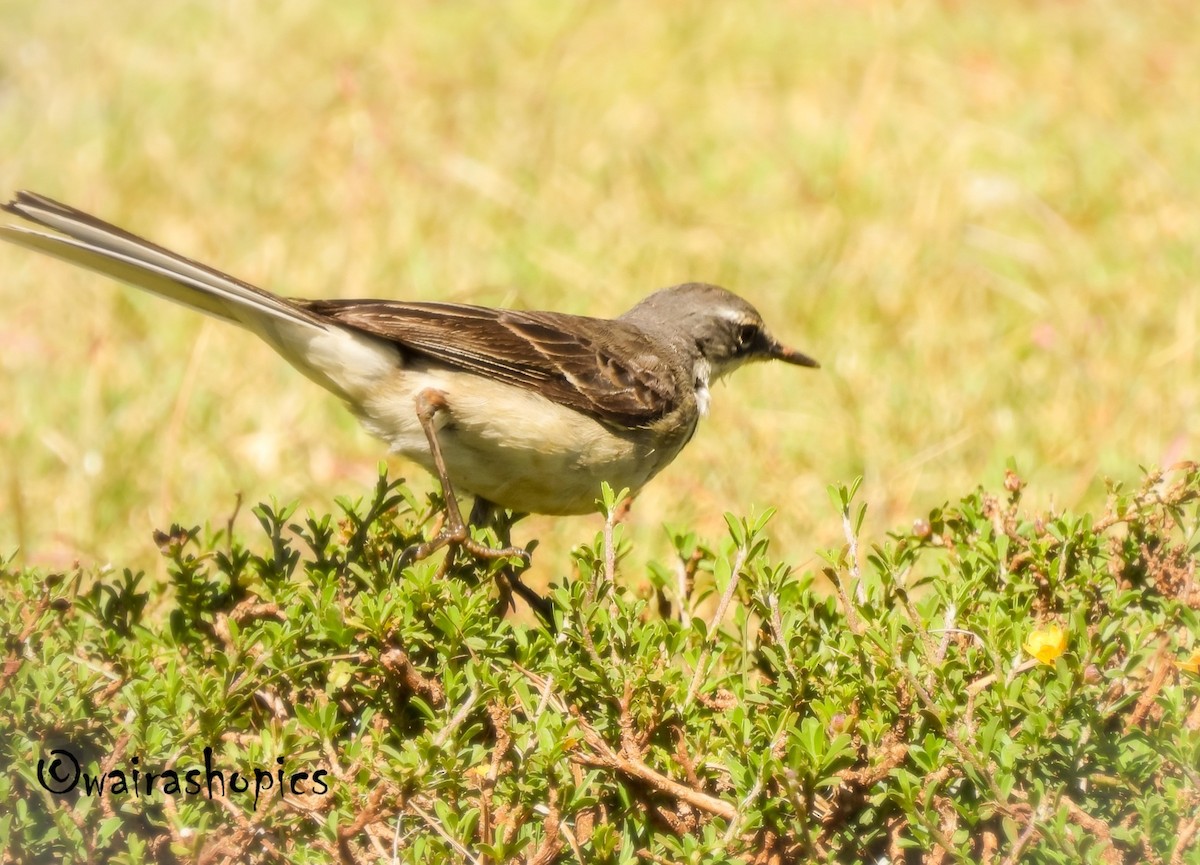Cape Wagtail - ML643411021