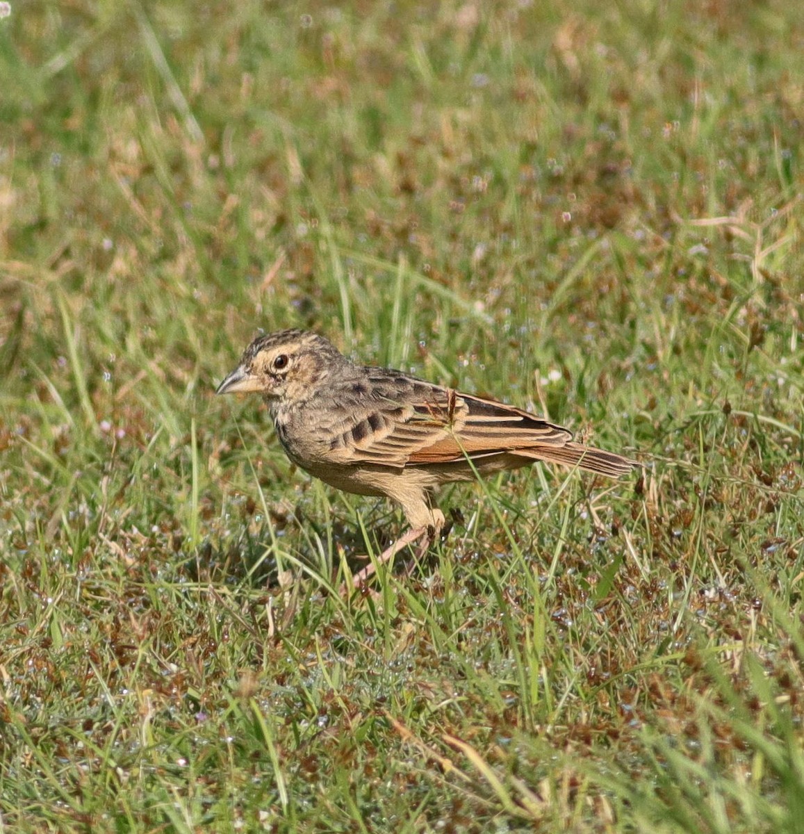 Bengal Bushlark - ML643411023