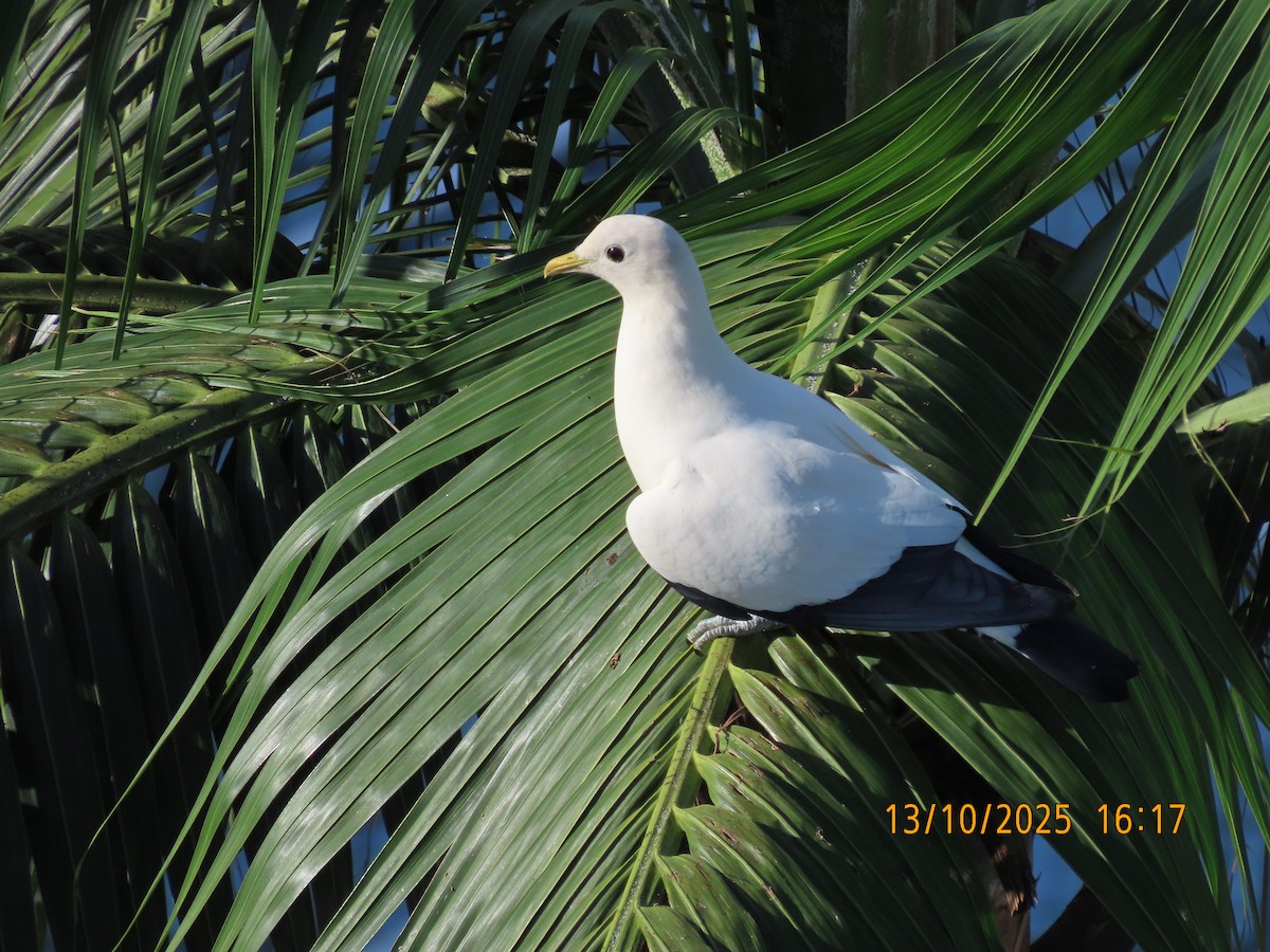 Torresian Imperial-Pigeon - ML643411028