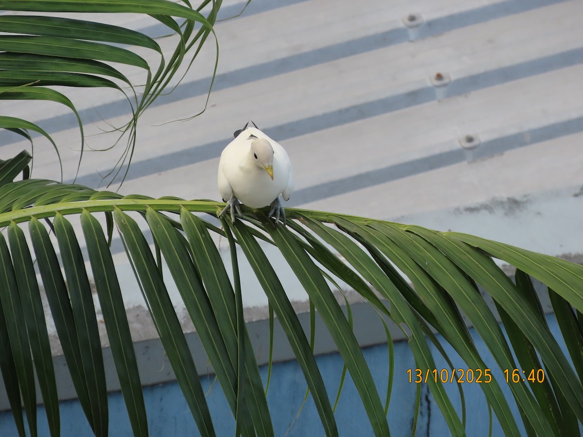 Torresian Imperial-Pigeon - ML643411035