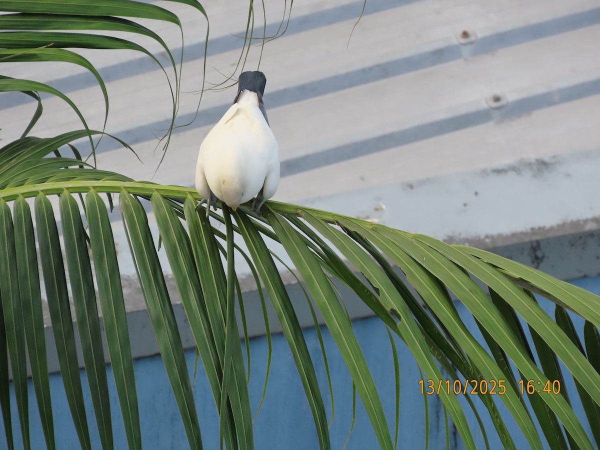 Torresian Imperial-Pigeon - ML643411039