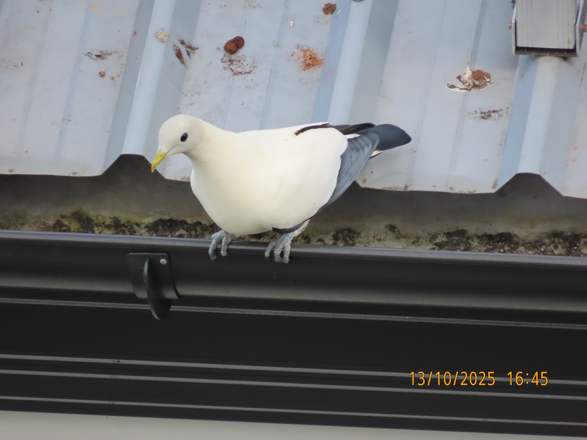 Torresian Imperial-Pigeon - ML643411044