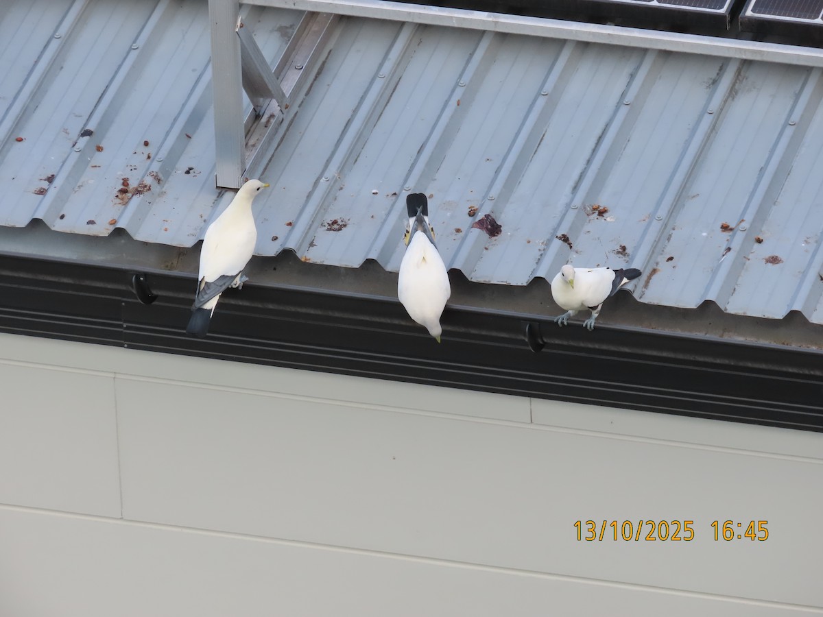 Torresian Imperial-Pigeon - ML643411048