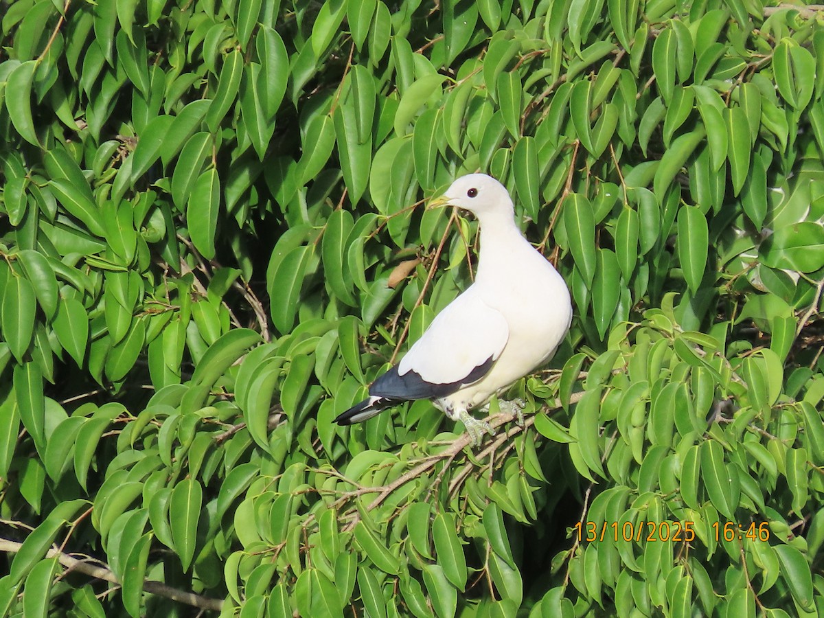 Torresian Imperial-Pigeon - ML643411053
