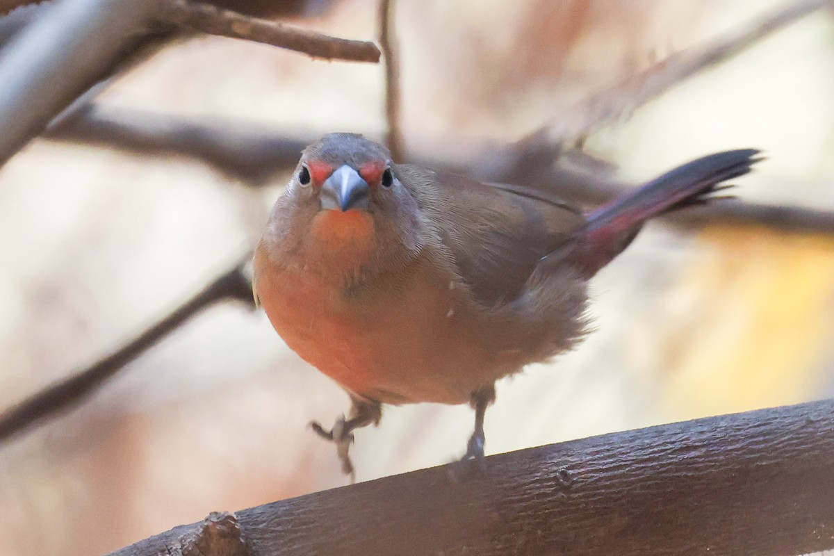 Rosenamarant - ML643411070