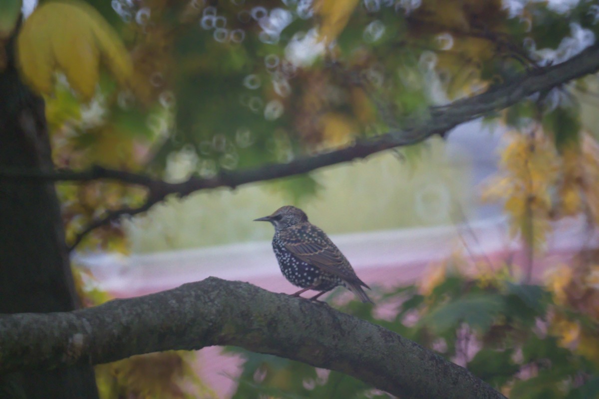 European Starling - ML643411080