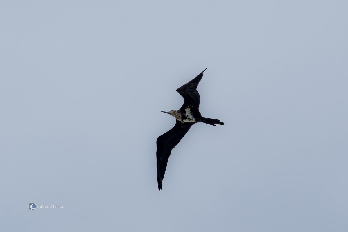 Lesser Frigatebird - ML643411111