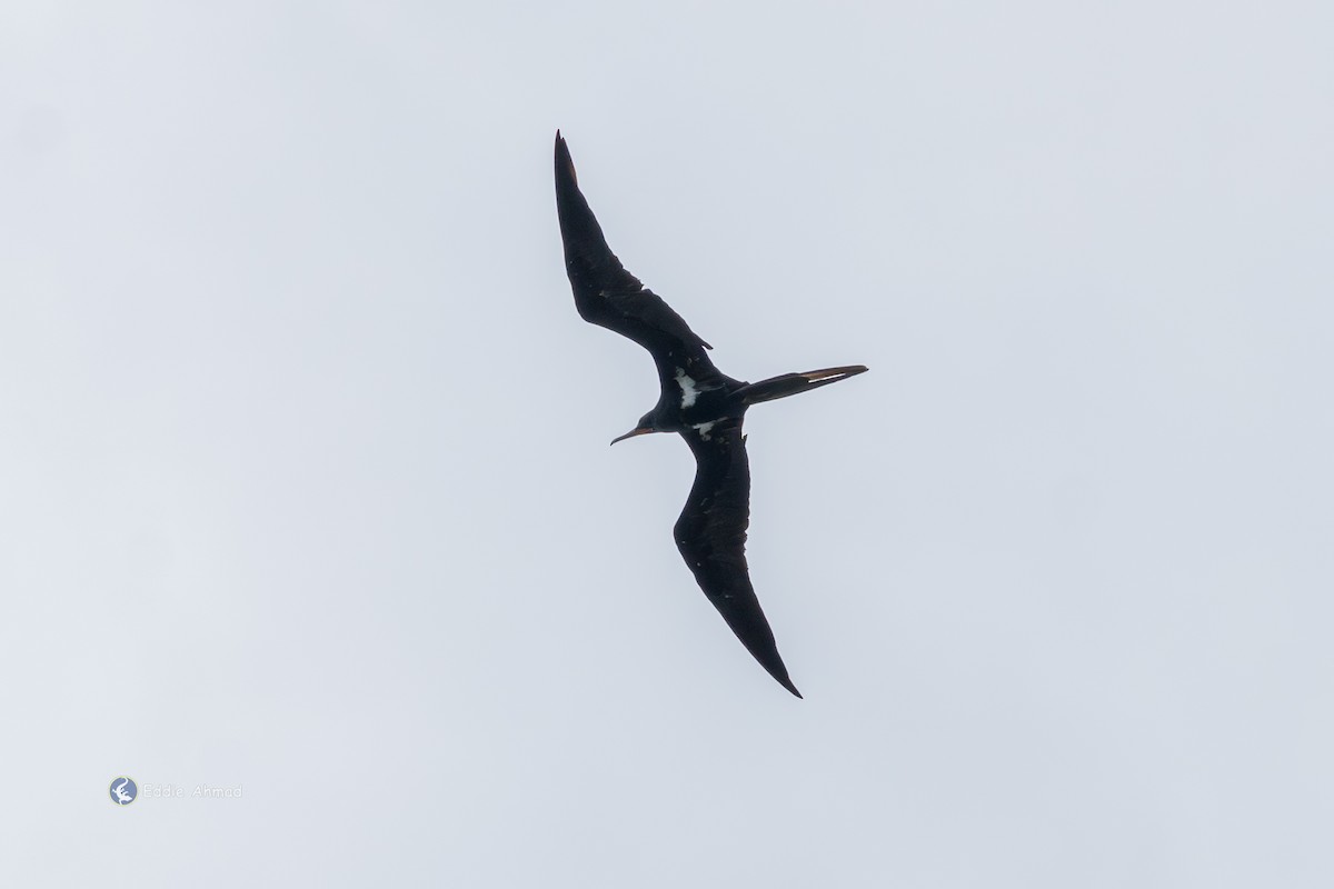 Lesser Frigatebird - ML643411112