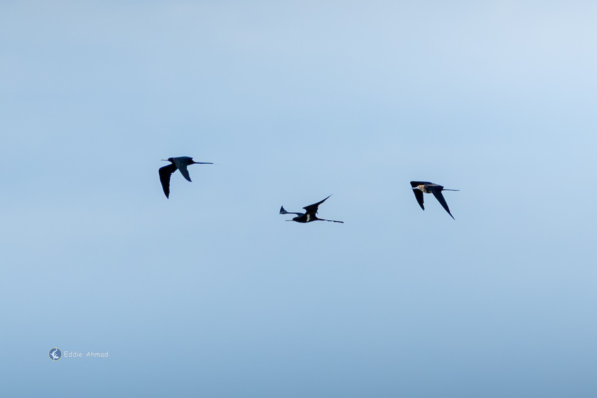Lesser Frigatebird - ML643411113