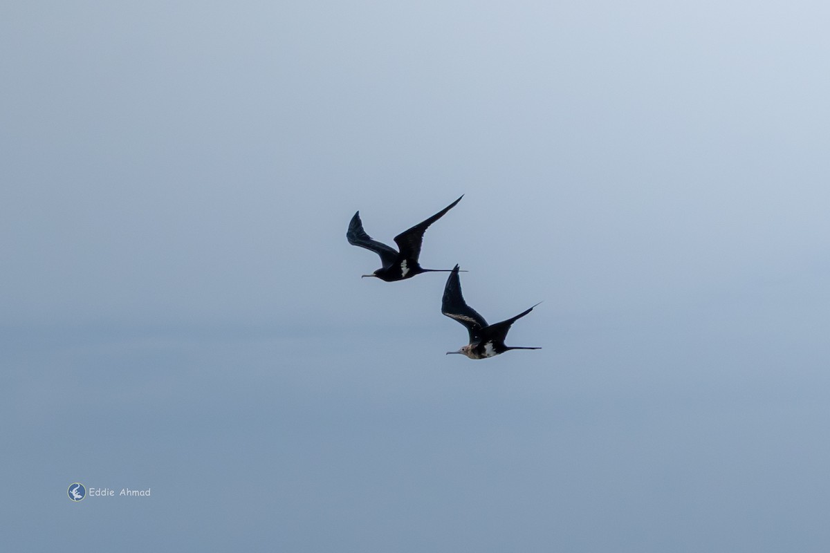 Lesser Frigatebird - ML643411114