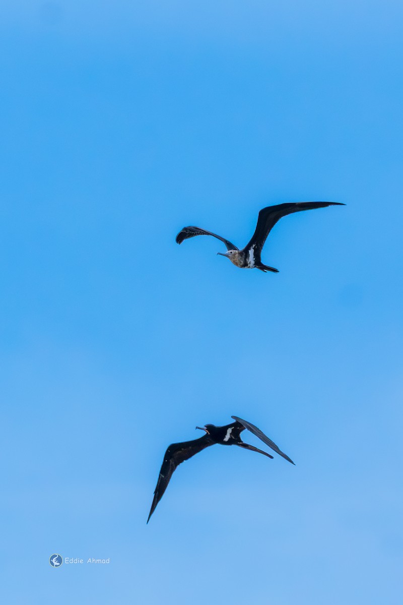 Lesser Frigatebird - ML643411115
