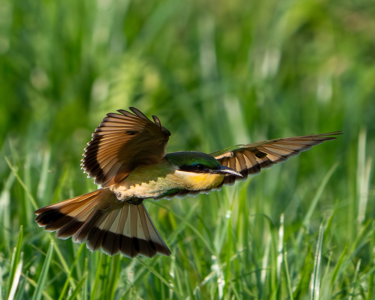 Blue-breasted Bee-eater - ML643411124