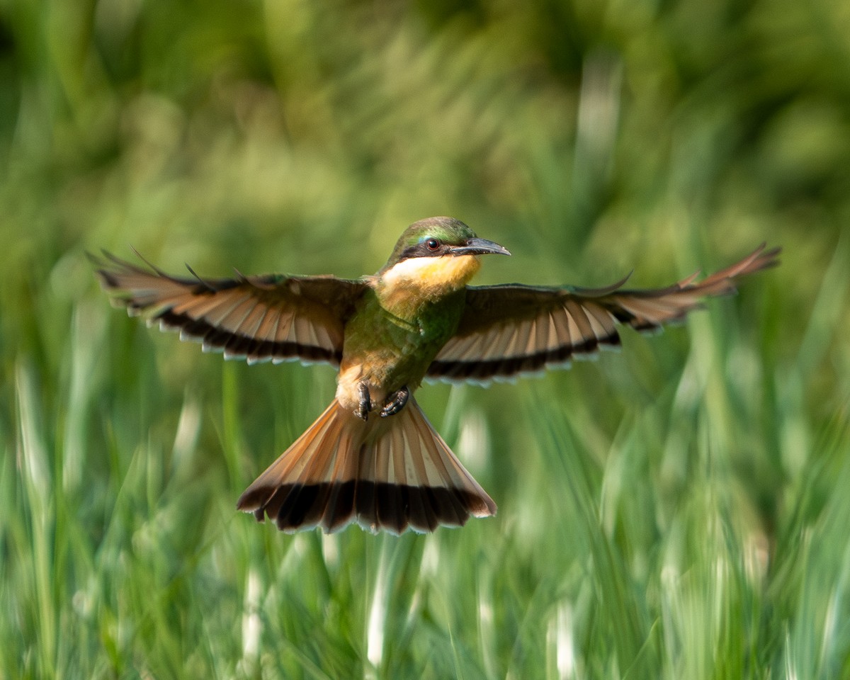 Blue-breasted Bee-eater - ML643411125