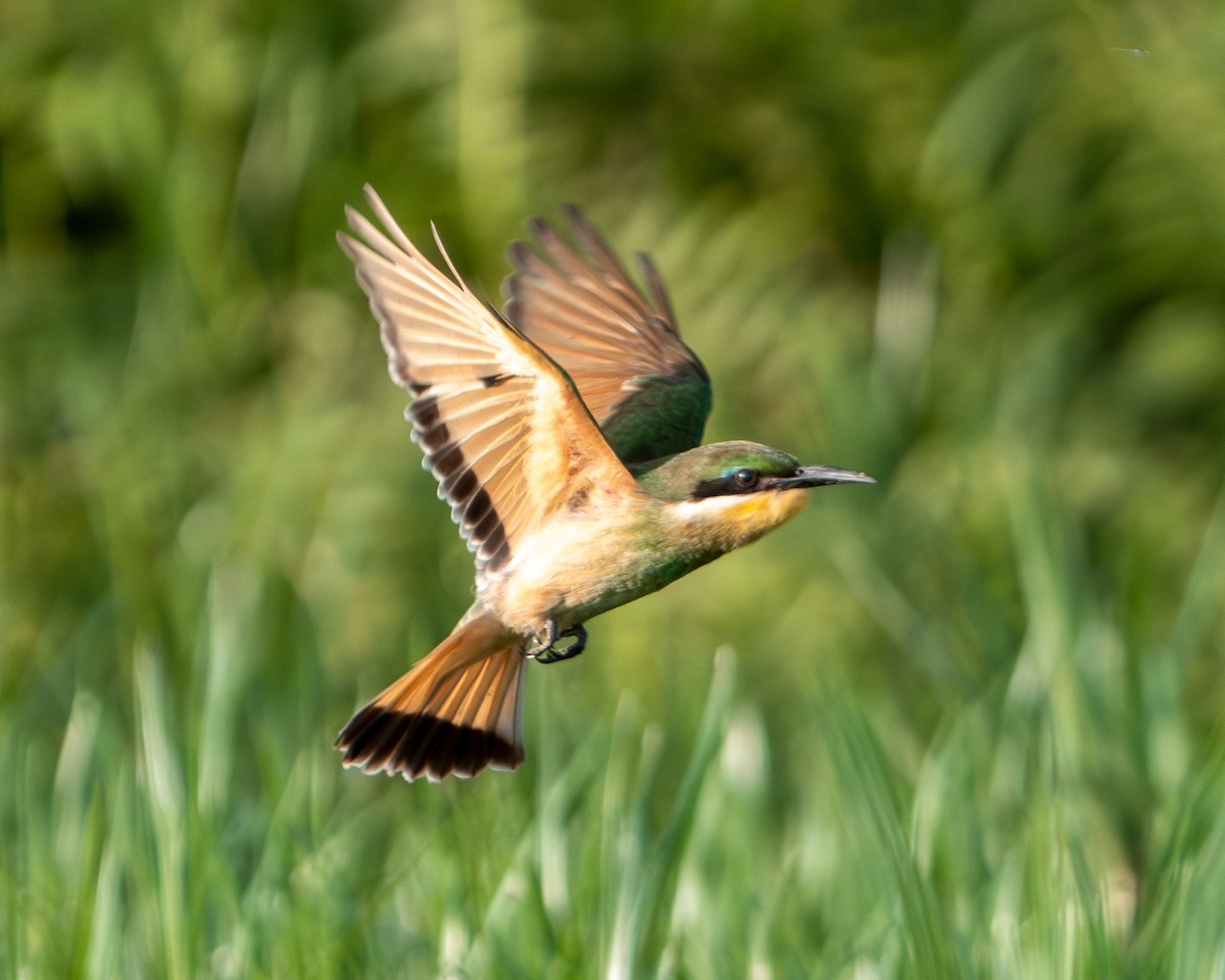 Blue-breasted Bee-eater - ML643411126
