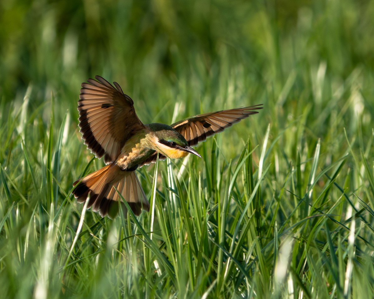 Blue-breasted Bee-eater - ML643411128