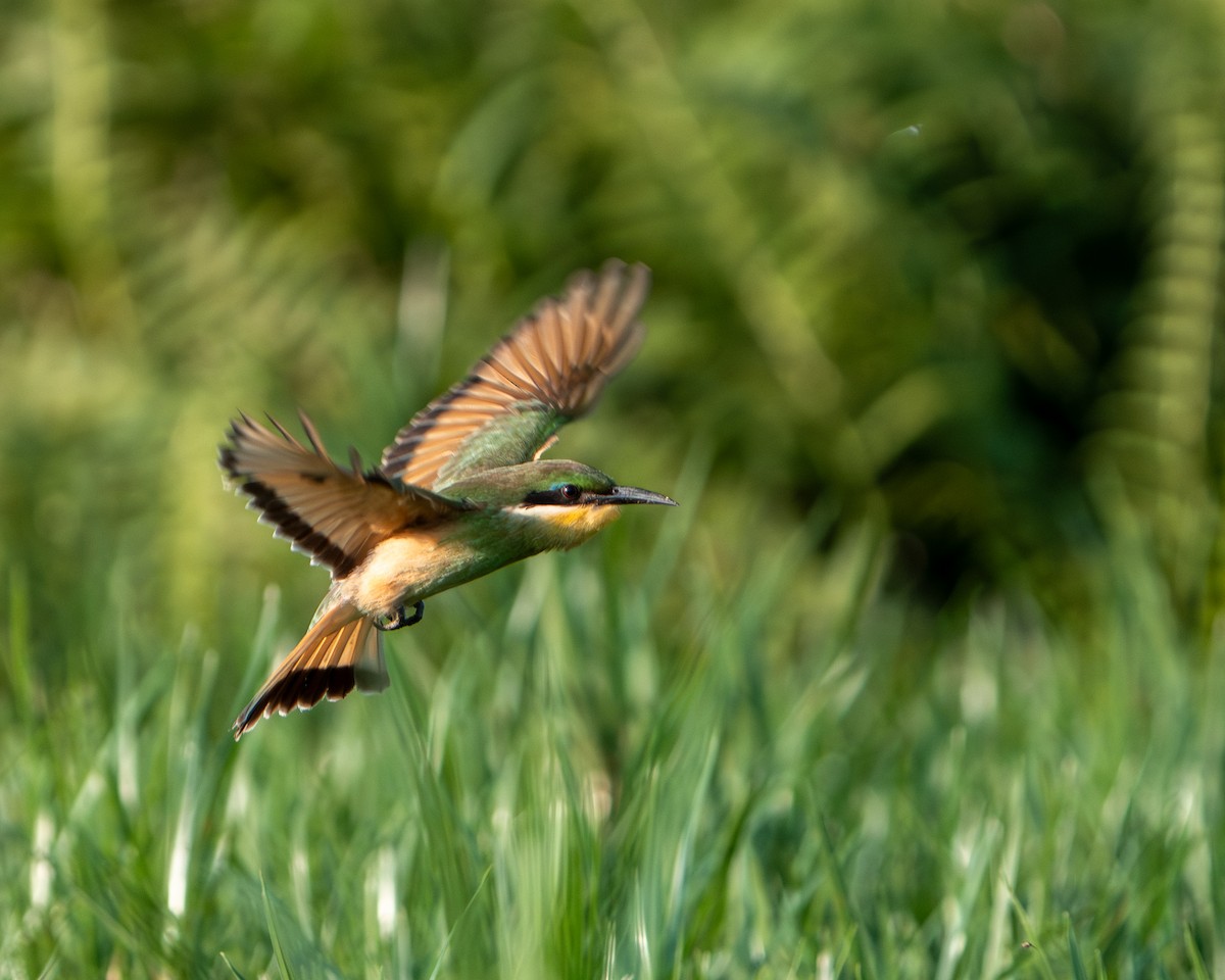 Blue-breasted Bee-eater - ML643411129