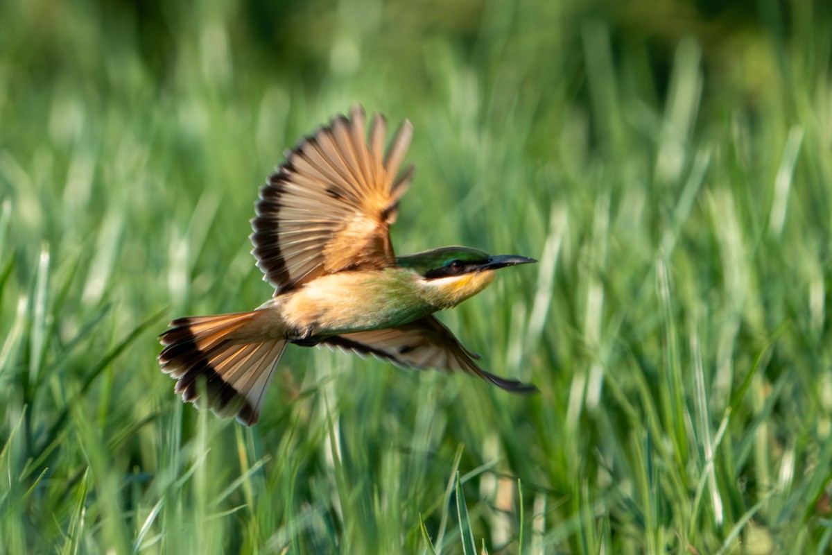 Blue-breasted Bee-eater - ML643411130