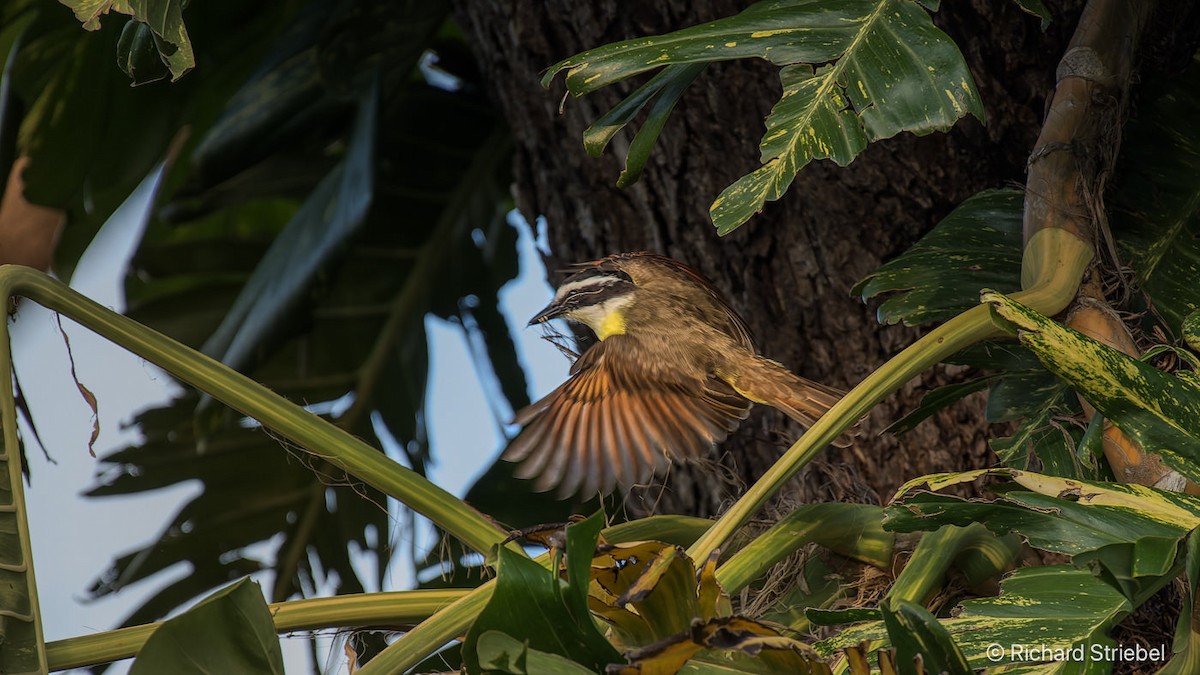 Great Kiskadee - ML643411135
