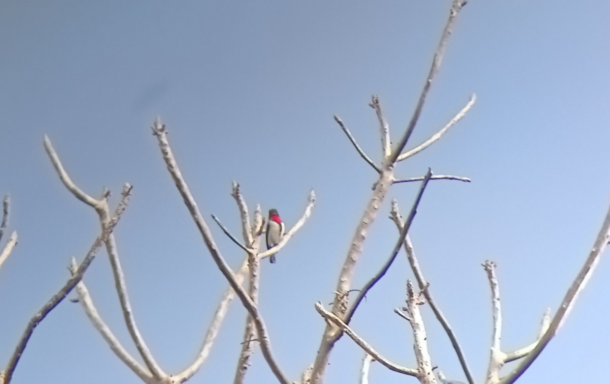 Red-chested Flowerpecker - ML643411143