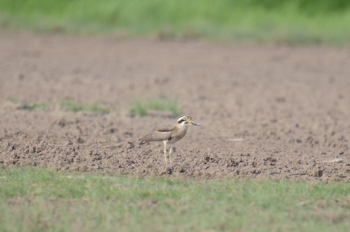 Great Thick-knee - ML643411145
