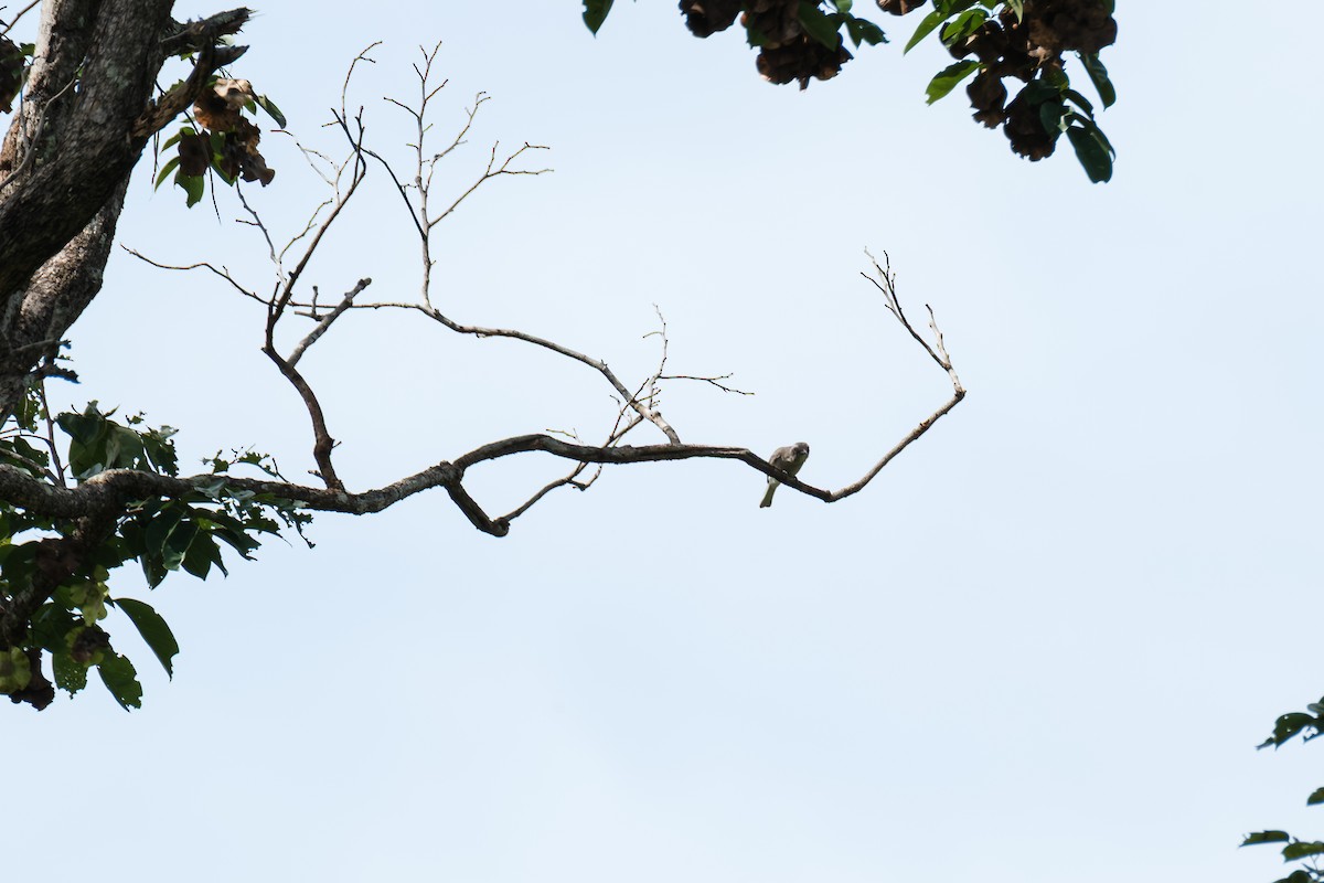 Common Woodshrike - ML643411147