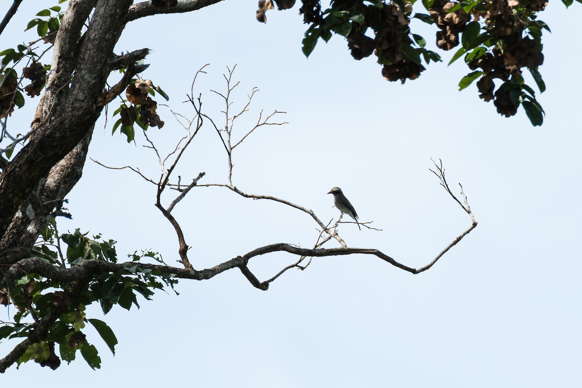 Common Woodshrike - ML643411148