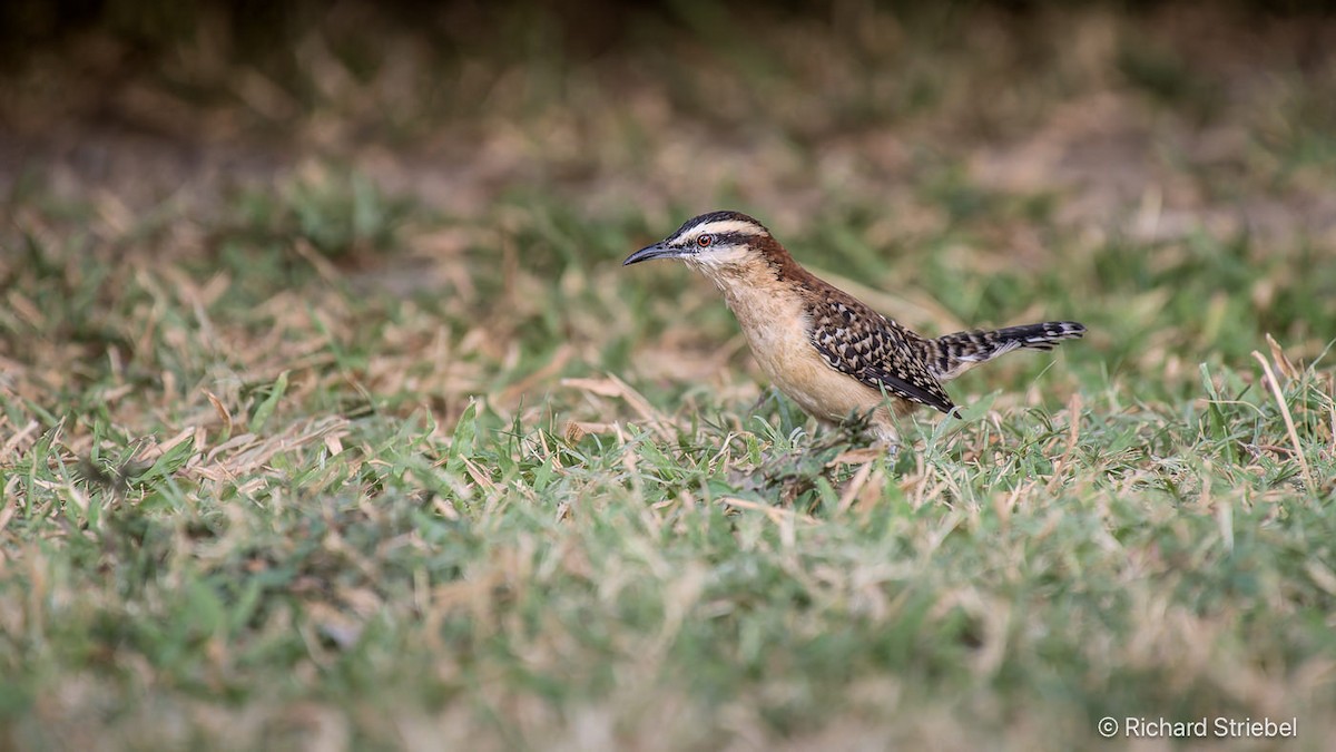 Rufous-backed Wren - ML643411171
