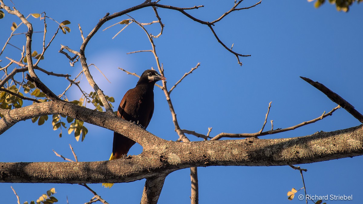 Montezuma Oropendola - ML643411174