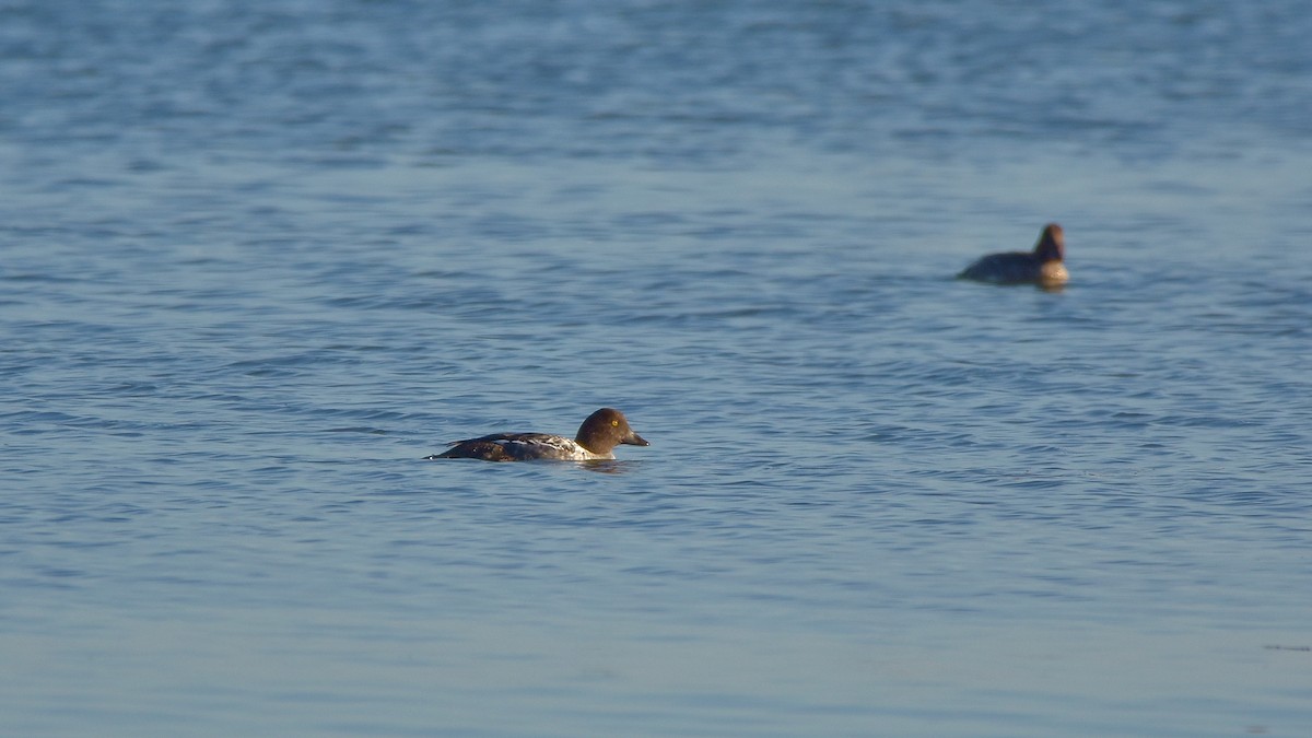 Common Goldeneye - ML643411180
