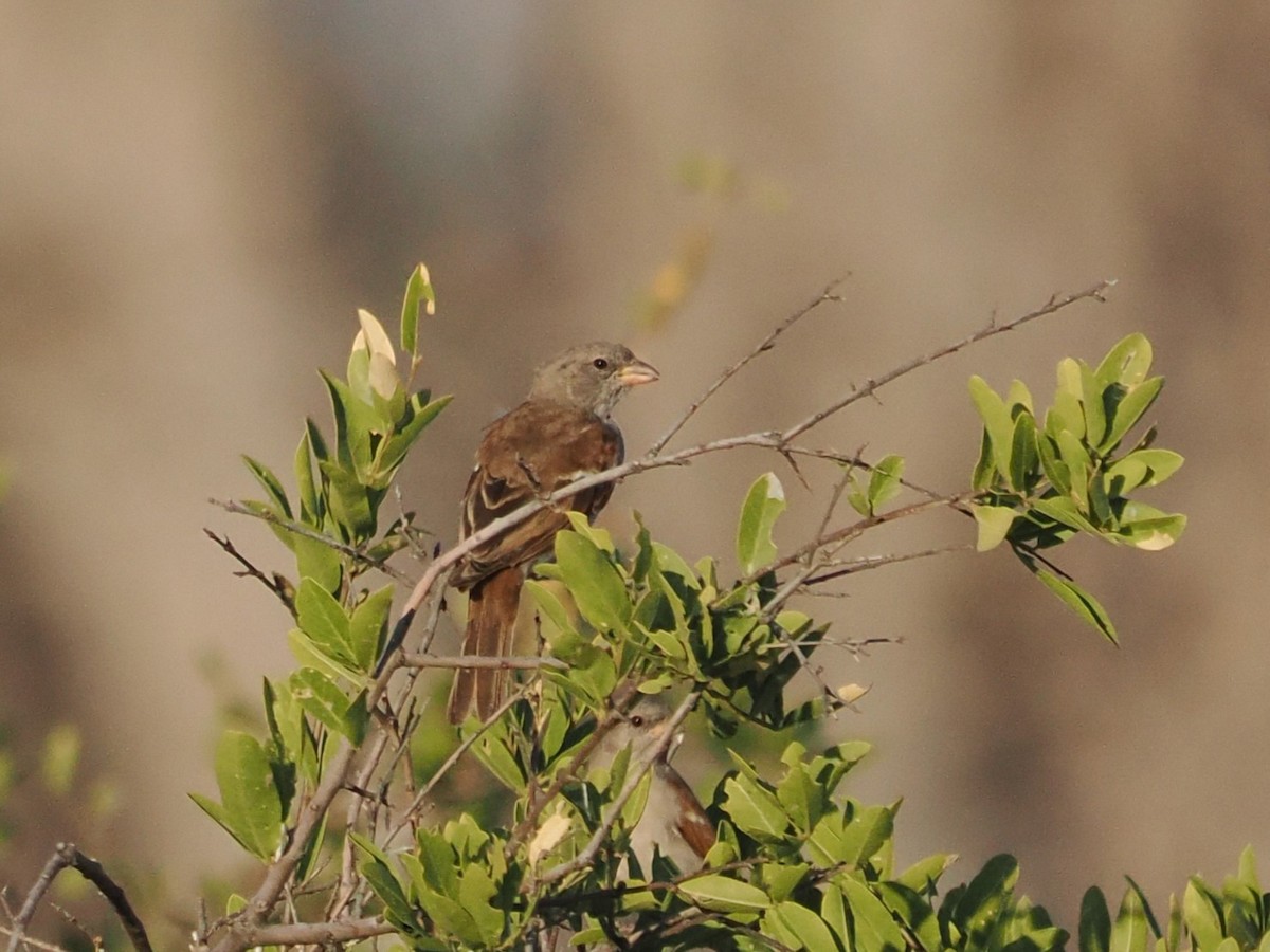 Southern Gray-headed Sparrow - ML643411184