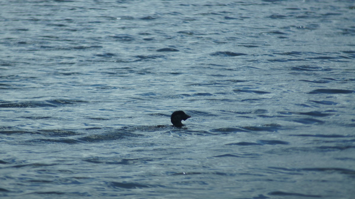 Musk Duck - ML643411187