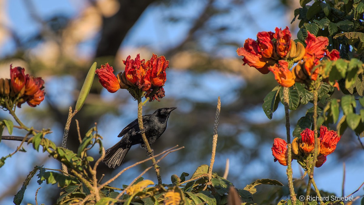Melodious Blackbird - ML643411206