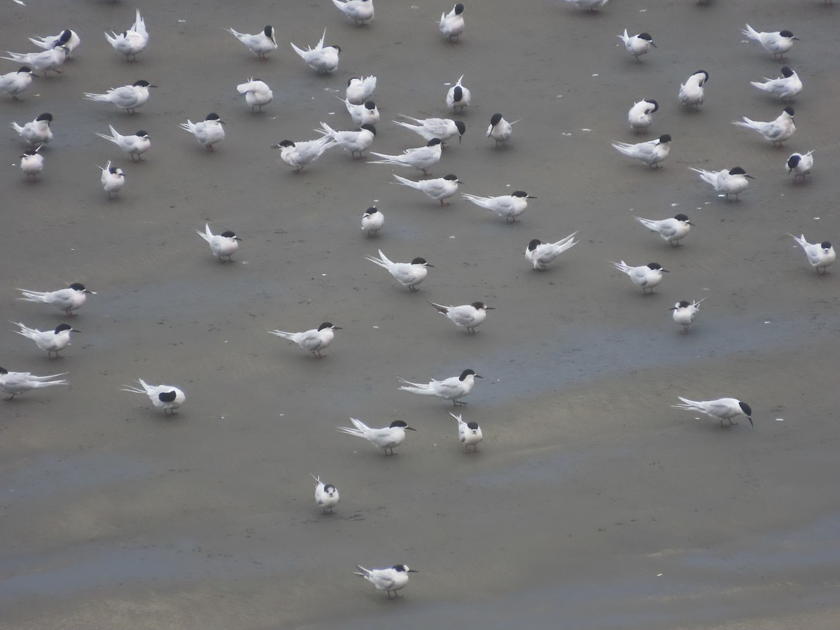 White-fronted Tern - ML643411222