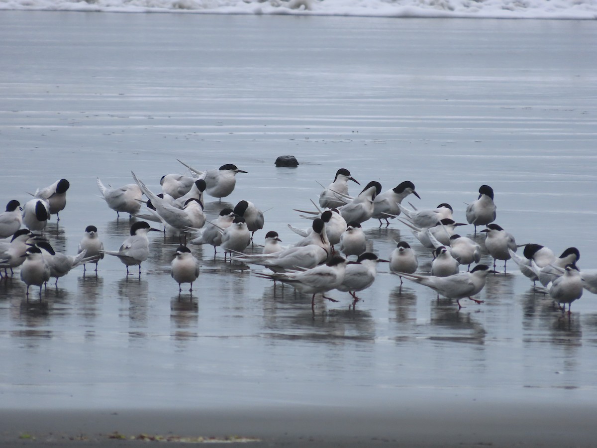 White-fronted Tern - ML643411223