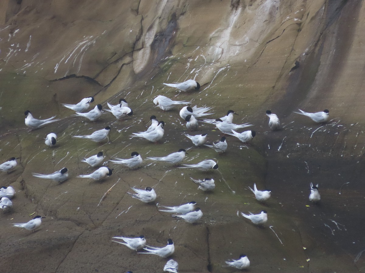 White-fronted Tern - ML643411224