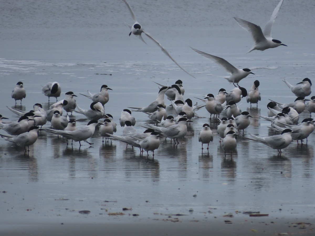 White-fronted Tern - ML643411225