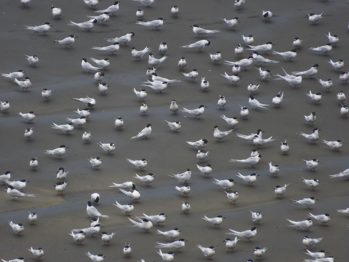 White-fronted Tern - ML643411227