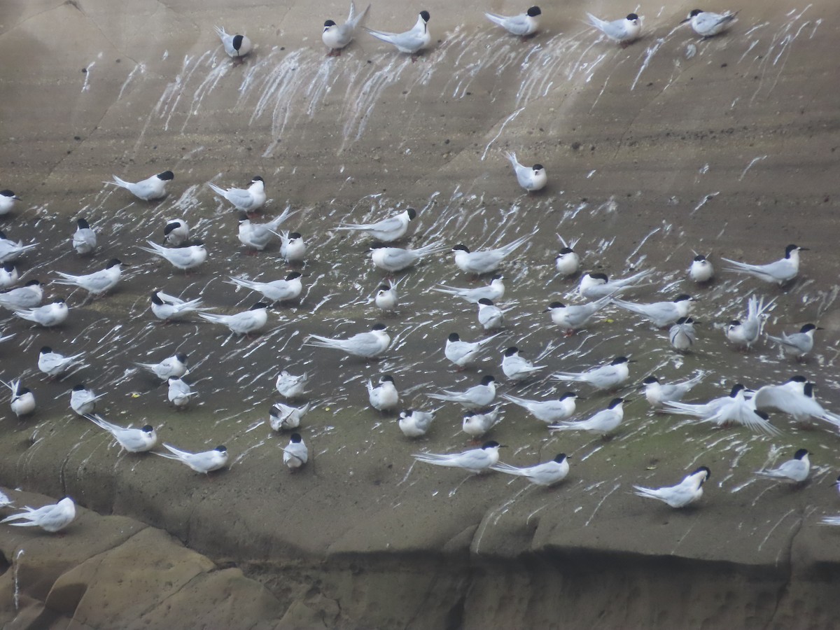 White-fronted Tern - ML643411228