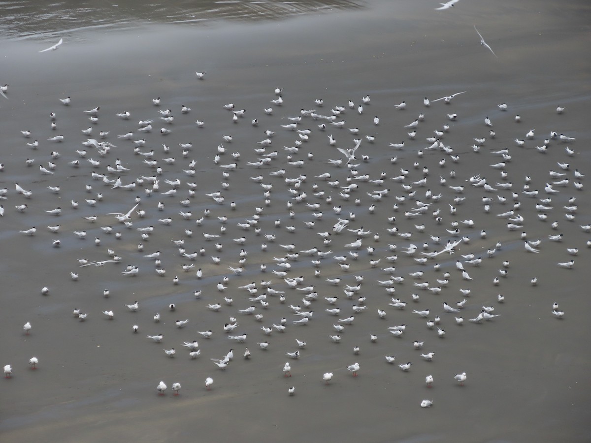White-fronted Tern - ML643411229